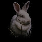 bunnygirldaisy Profile Picture