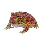froggo123 Profile Picture